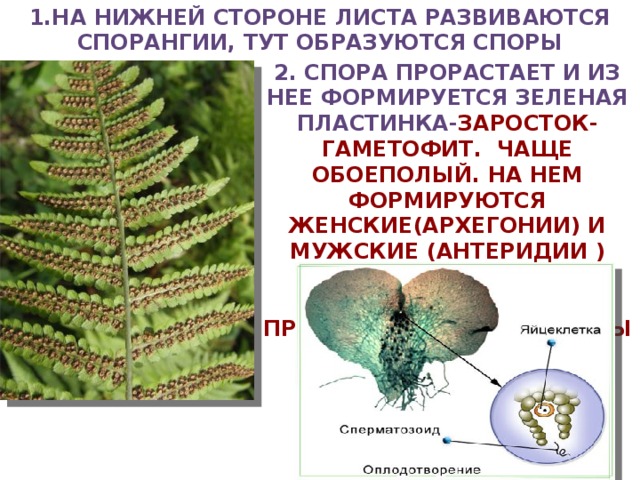 Что развивается из споры папоротника