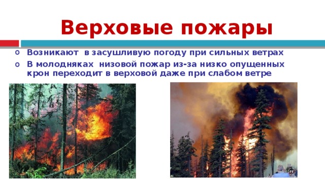Характеристика лесных пожаров обж. Верховой пожар. Устойчивый верховой пожар. Пожары верховые ОБЖ. Верховой пожар в лесу.