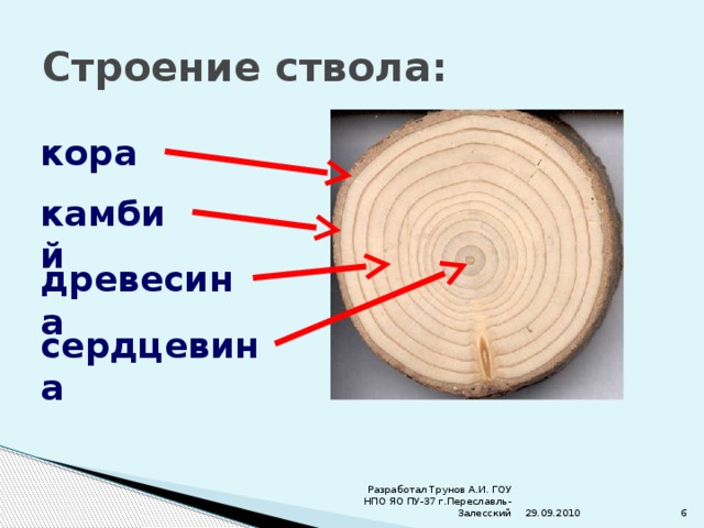 Стебель растет в толщину. Стебель кора древесина сердцевина и. Кора камбий древесина сердцевина. Кара сердцевина древисина к. Строение сердцевины дерева.