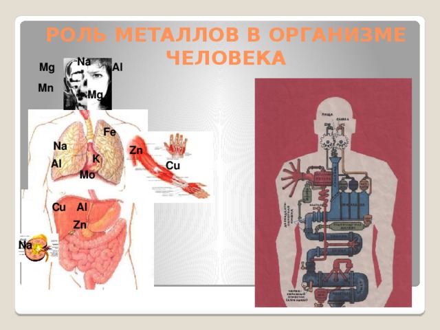 Роль металлов в организме человека Na Al Mg Mn Mg Fe Na Zn K Al Cu Mo Cu Al Zn Na