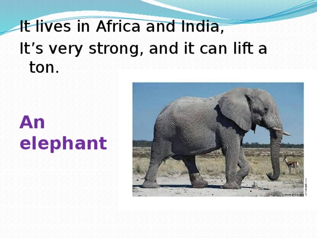 Can an elephant jump. An Elephant can 2 класс. Написать по-английски что умеет слон. A Elephant или an. Описать картинку Ride an Elephant.