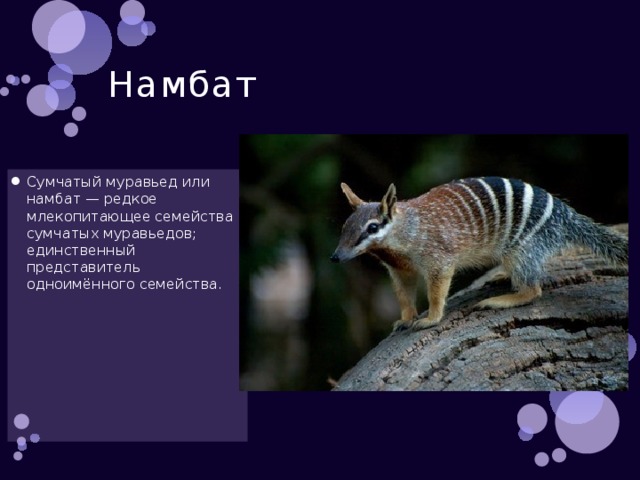 Намбат