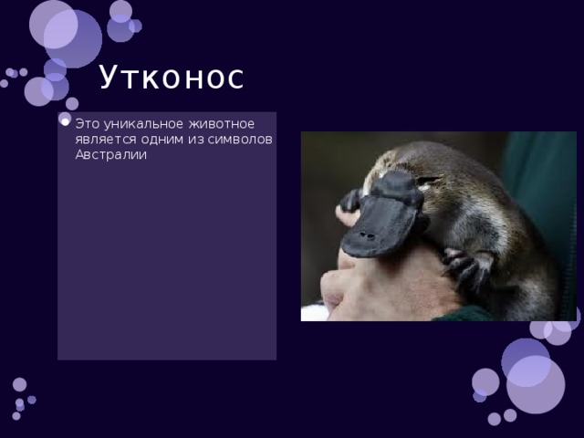 Утконос