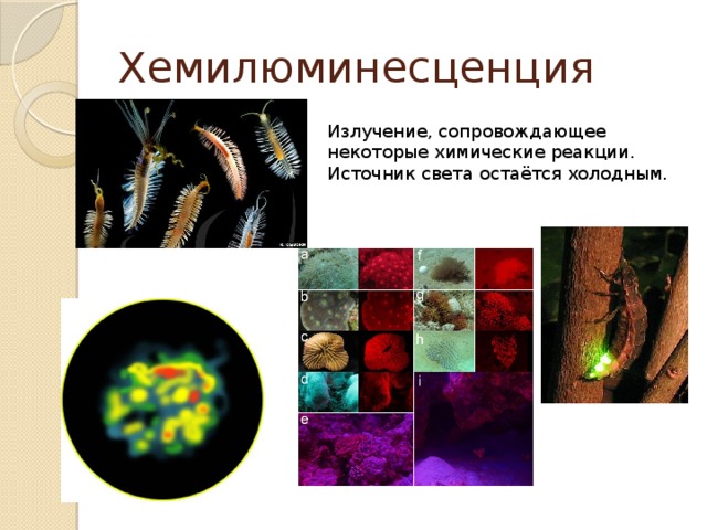 Хемилюминесценция Излучение, сопровождающее некоторые химические реакции. Источник света остаётся холодным.