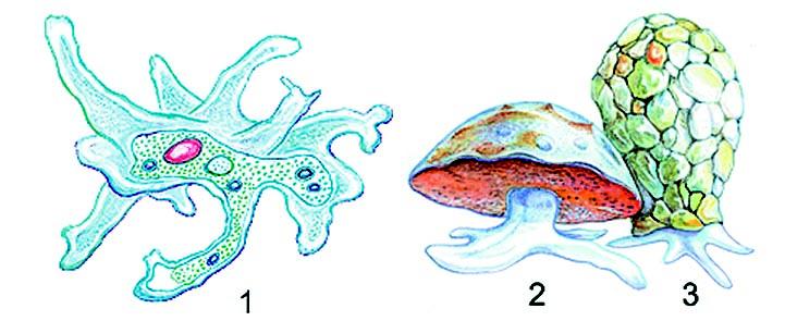 На рисунке изображено одно из проявлений жизнедеятельности. Амеба Арцелла рисунок. Раковинная амеба фагоцитоз. Панцирные амебы. Биология амеба Арцелла.