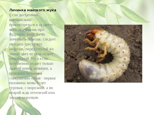 Где находятся личинки. Личинка майского жука описание. Белая личинка майского жука. Строение личинки майского жука. Личинка описание.