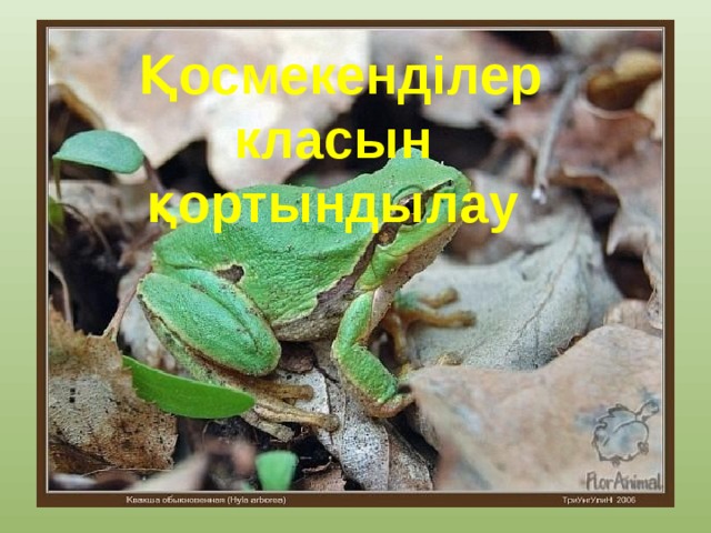 Қосмекенділер класын қортындылау