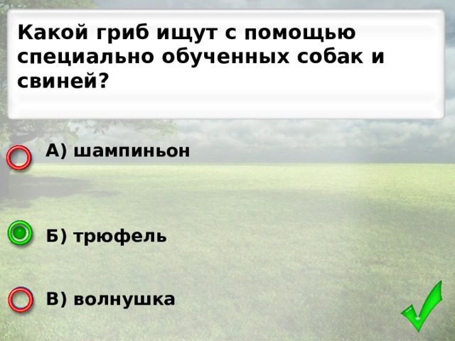 Какой гриб ищут с помощью специально обученных собак и свиней? А) шампиньон    Б) трюфель   В) волнушка