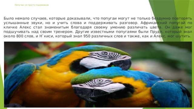 Попугаи: не просто подражание Было немало случаев, которые доказывали, что попугаи могут не только бездумно повторять услышанные звуки, но и учить слова и поддерживать разговор. Африканский попугай по кличке Алекс стал знаменитым благодаря своему умению различать цвета. Он даже мог подшучивать над своим тренером. Другие известными попугаями были Прудл, который знал около 800 слов, и Н`киси, который знал 950 различных слов и также, как и Алекс, мог шутить.