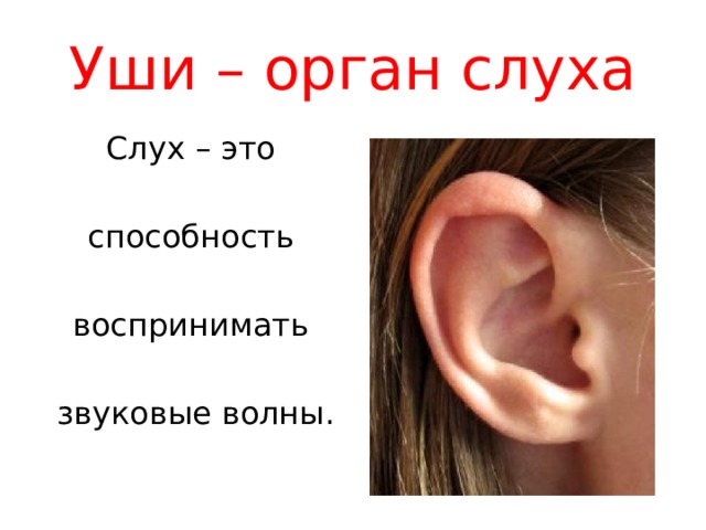 Реж щий слух звук. Уши орган слуха. Ухо и звуковые волны. Способность воспринимать звуки.