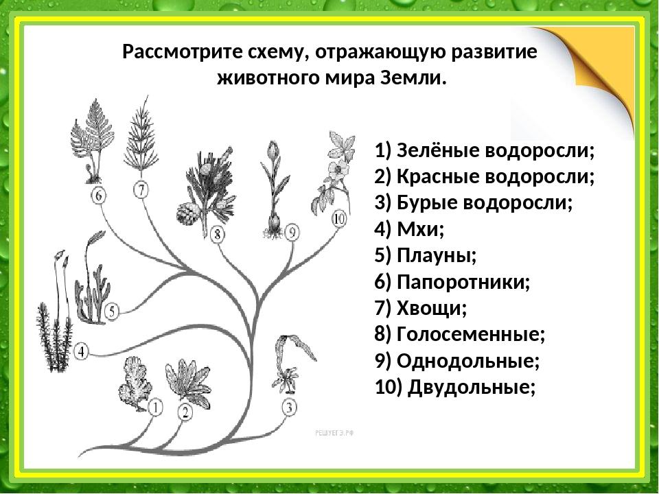 Рассмотрите схему отражающую развитие растительного мира земли впр ответ