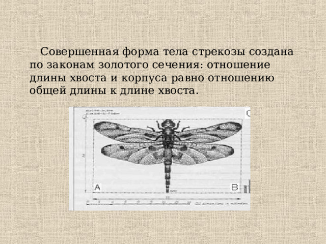 Совершенная форма. Стрекоза строение тела. Из чего состоит Стрекоза. Тело Стрекозы состоит. Границы отделов тела Стрекозы.