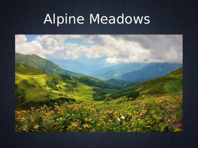 Alpine Meadows