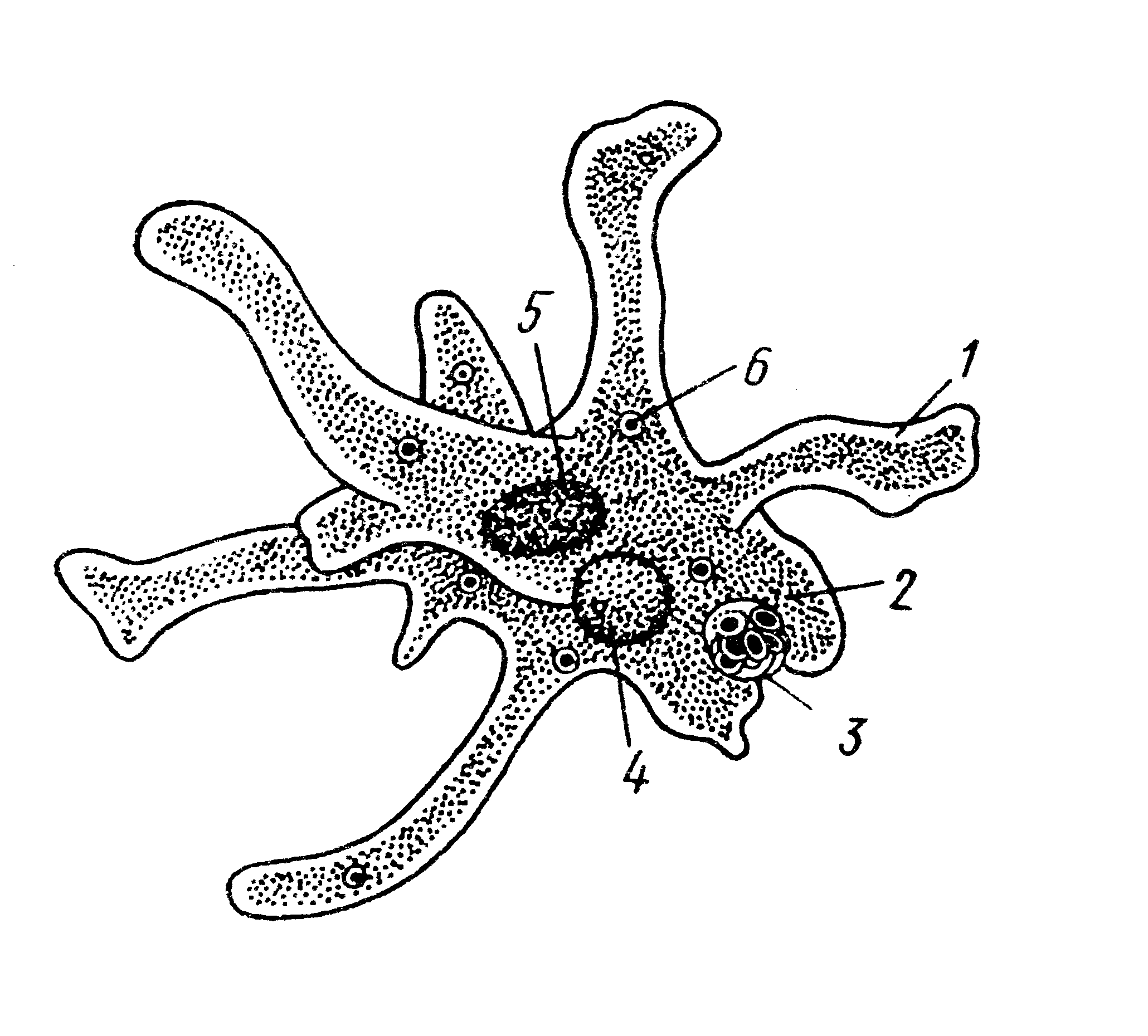 Что обозначено на рисунке цифрой 3 ложноножка цитоплазма